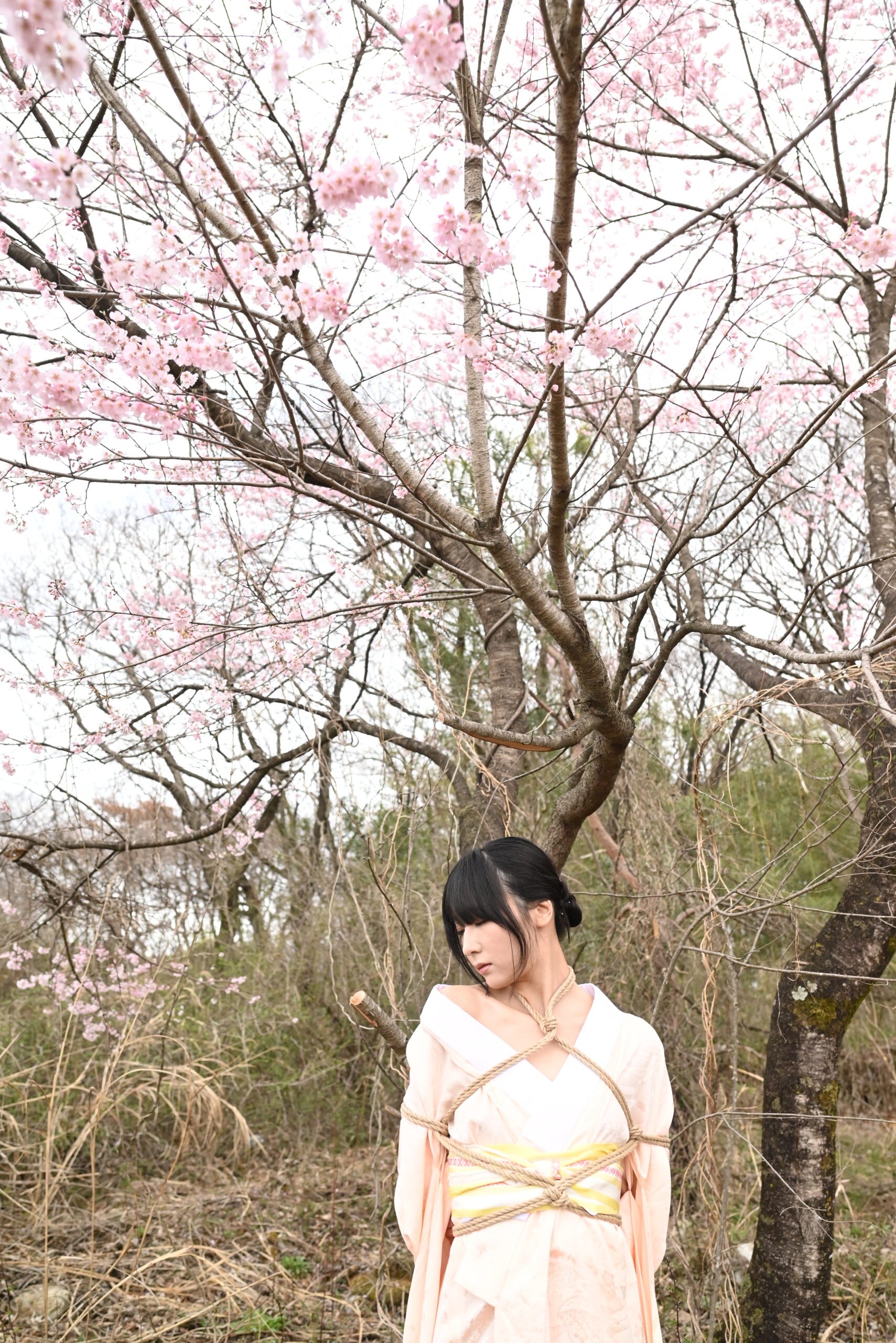 桜緊縛