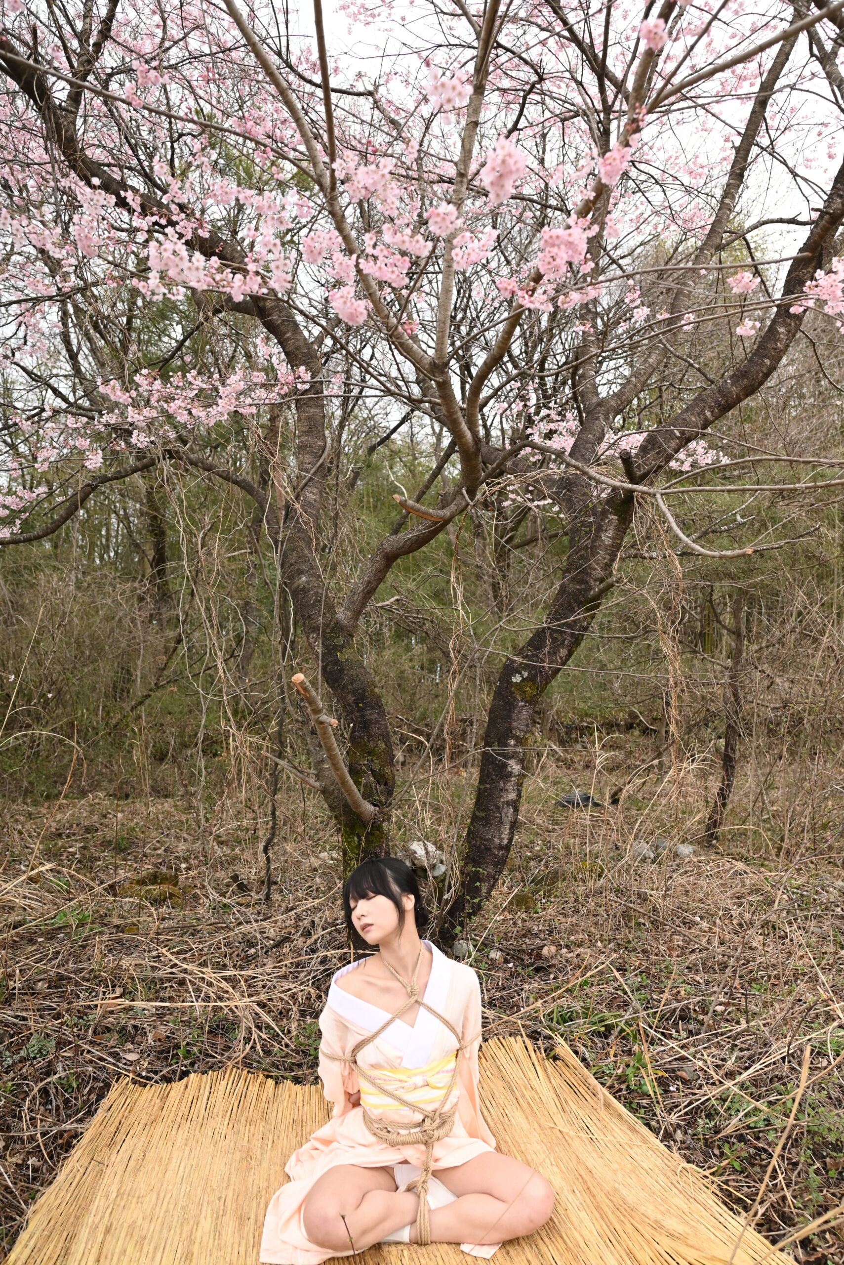 桜緊縛