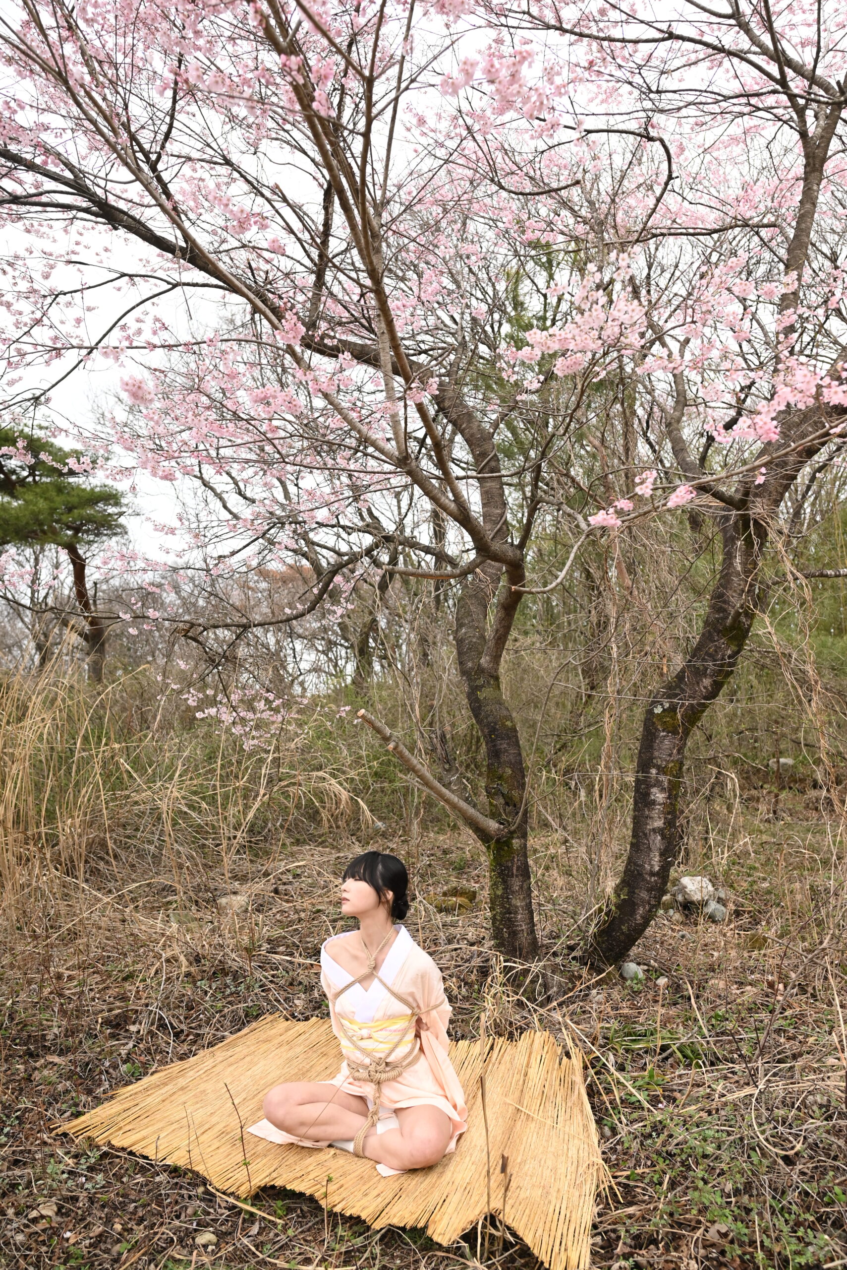 桜緊縛