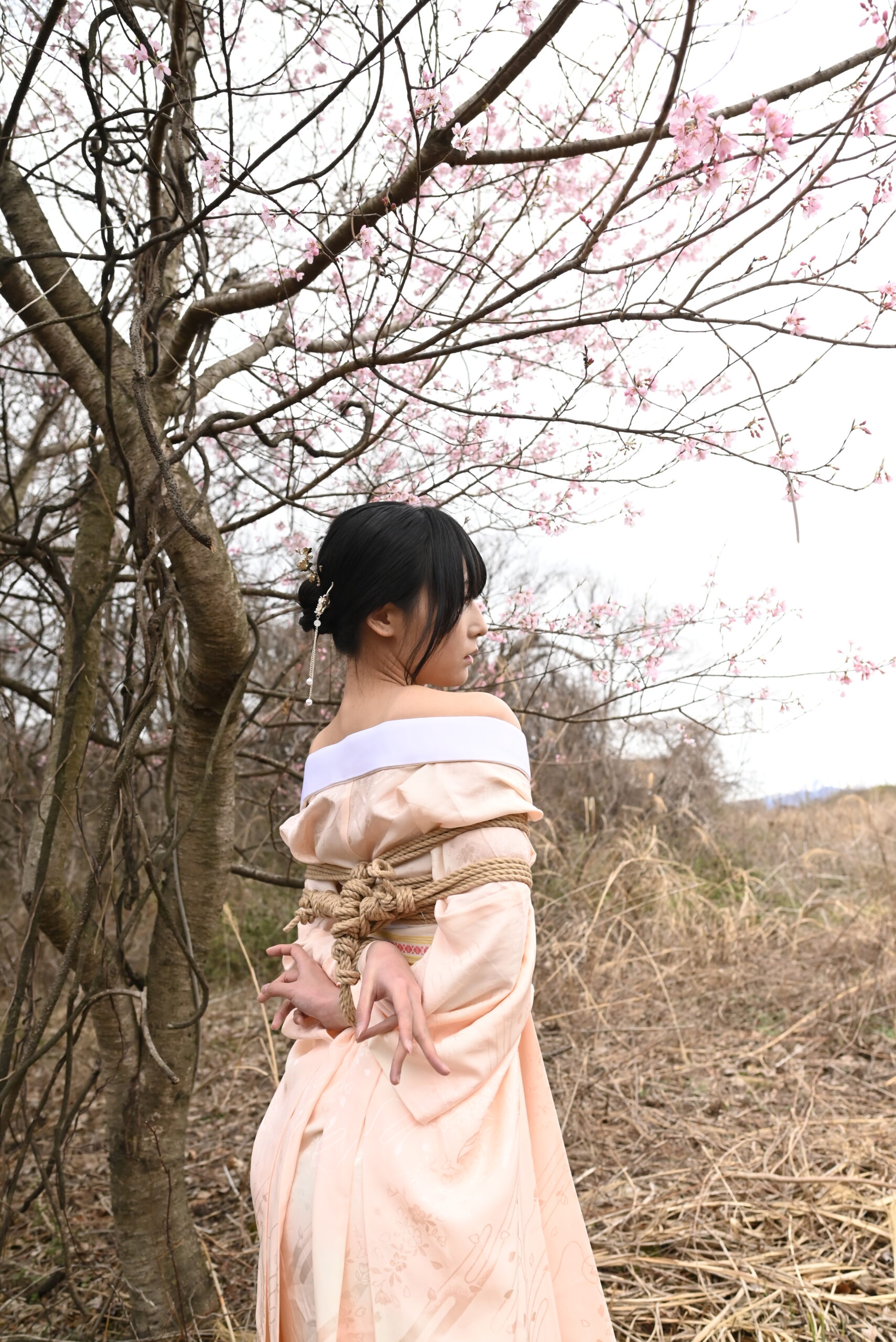 桜緊縛