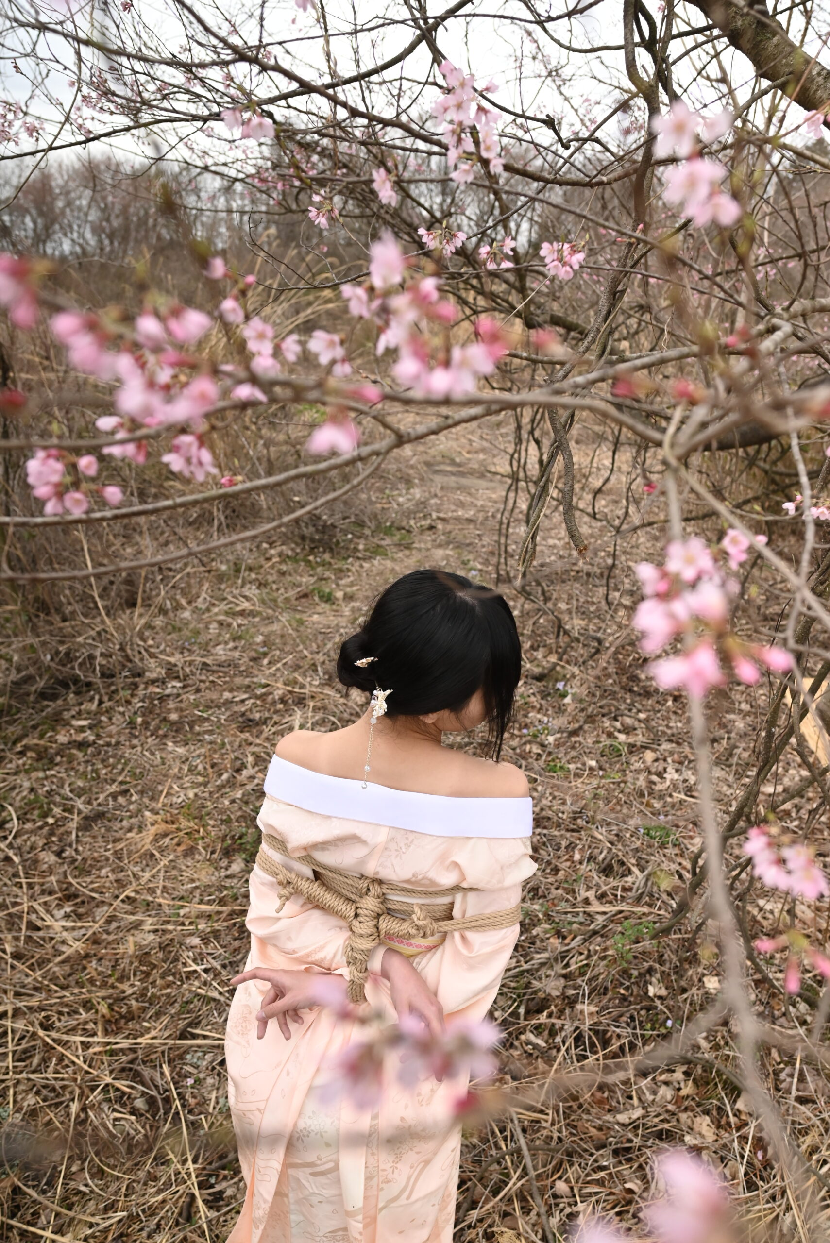 桜緊縛
