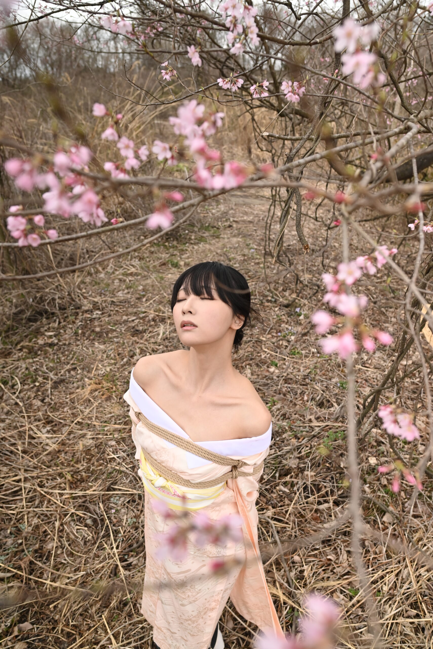 桜緊縛