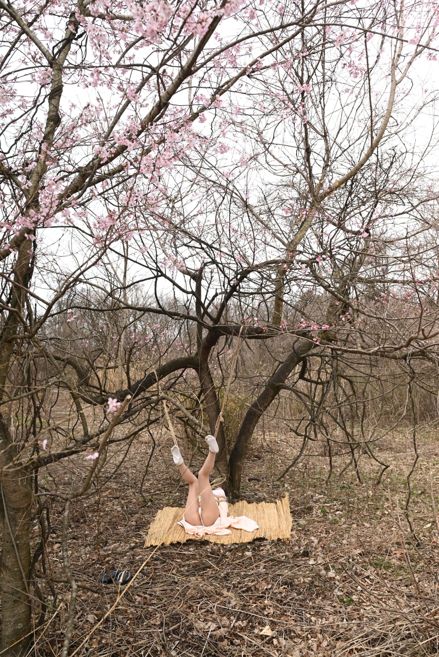 桜緊縛