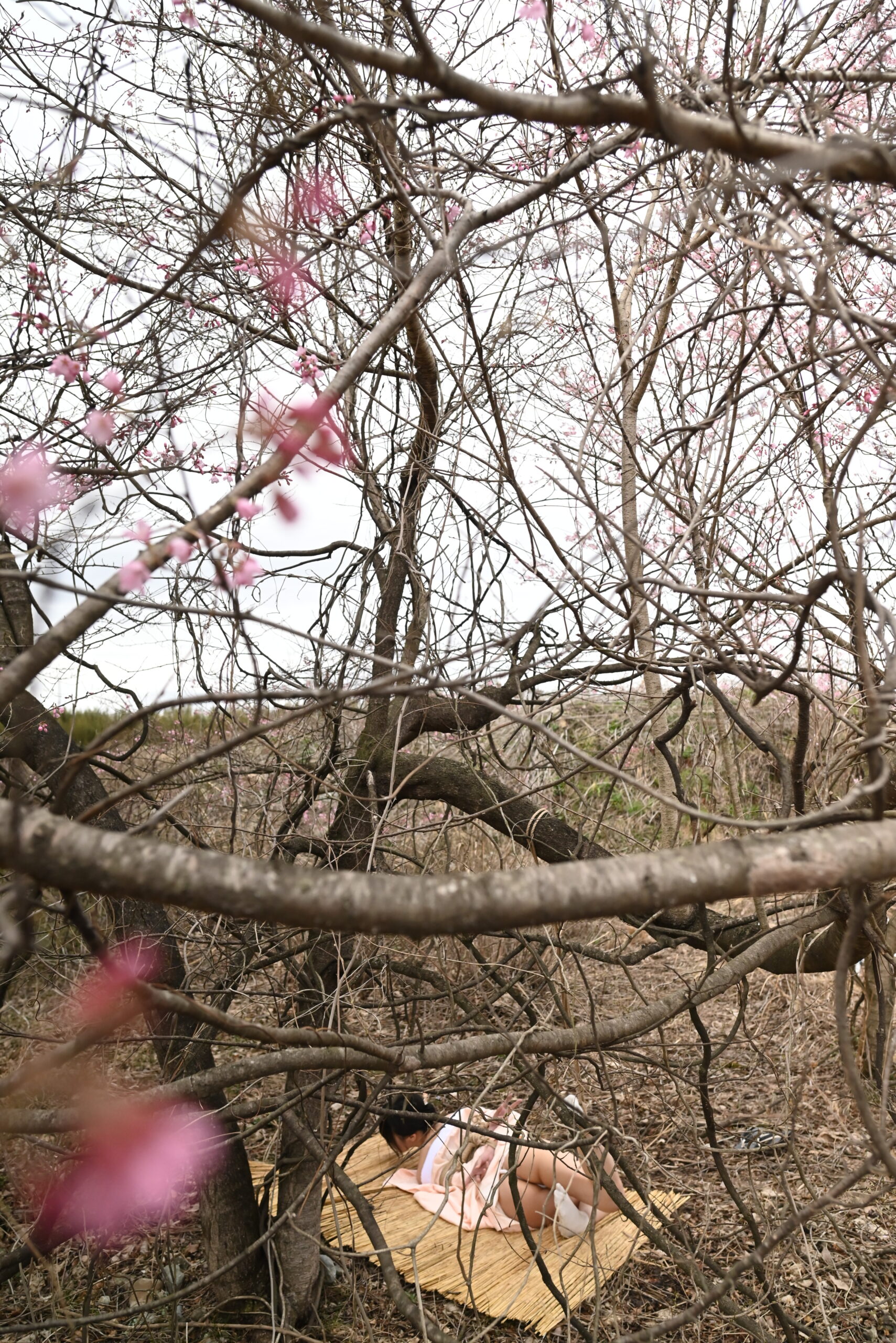 桜緊縛