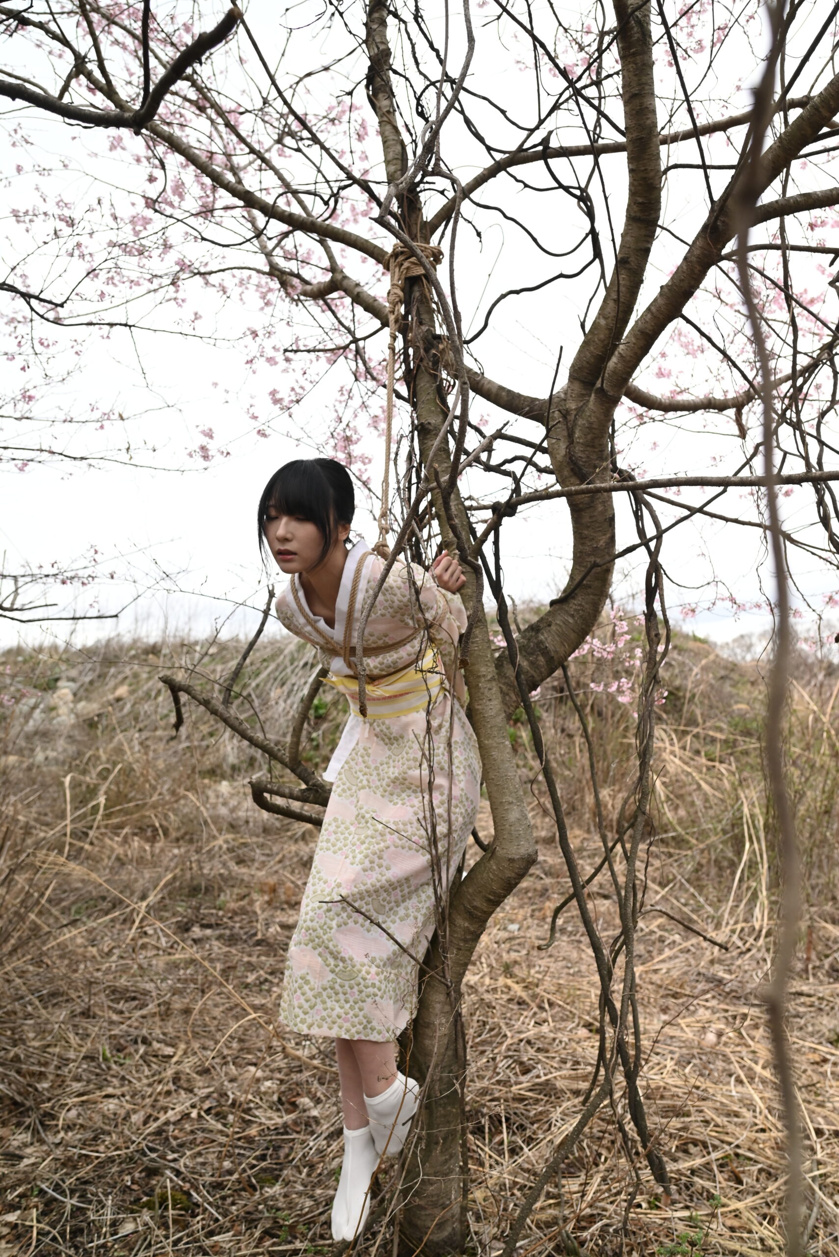 桜緊縛