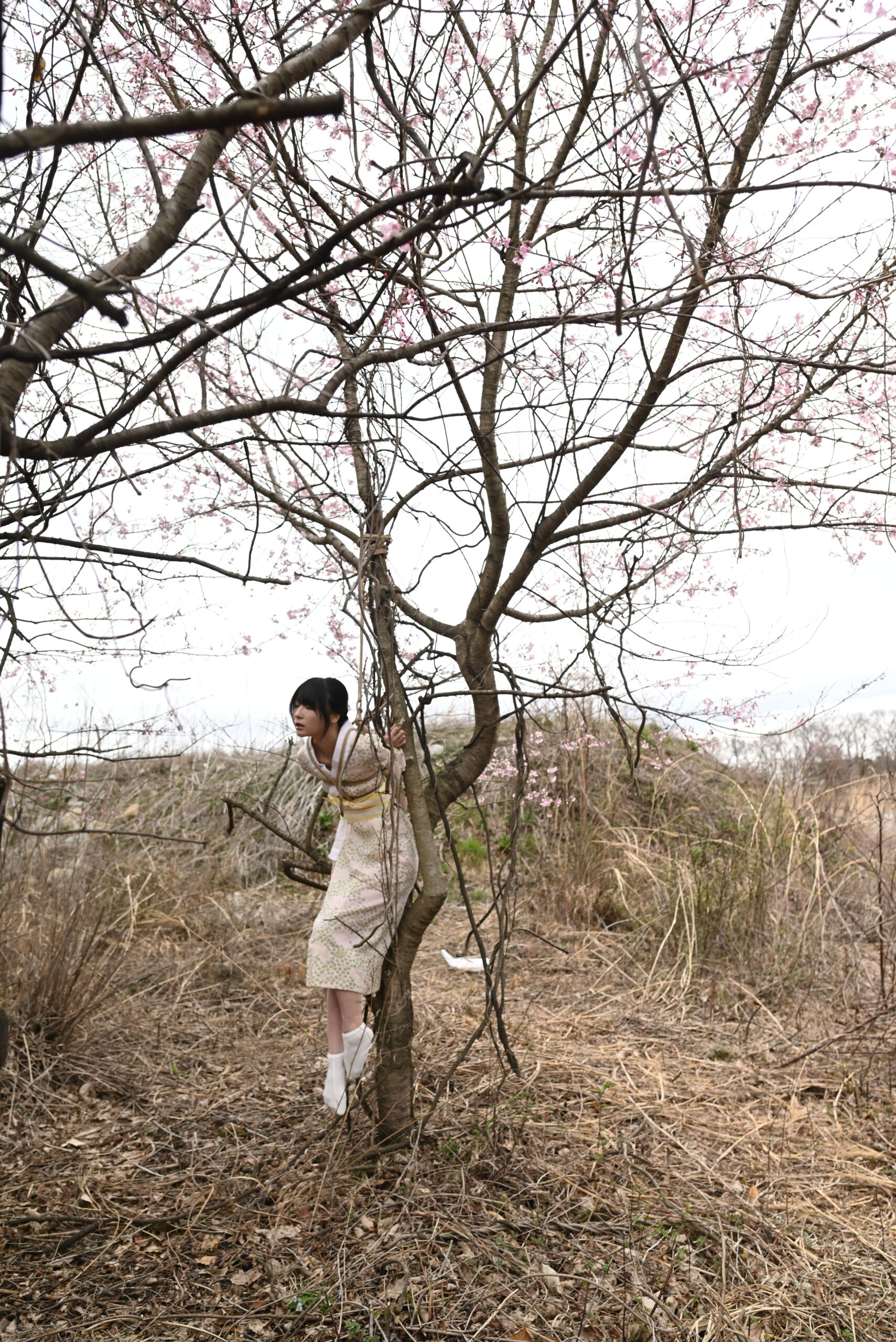 桜緊縛