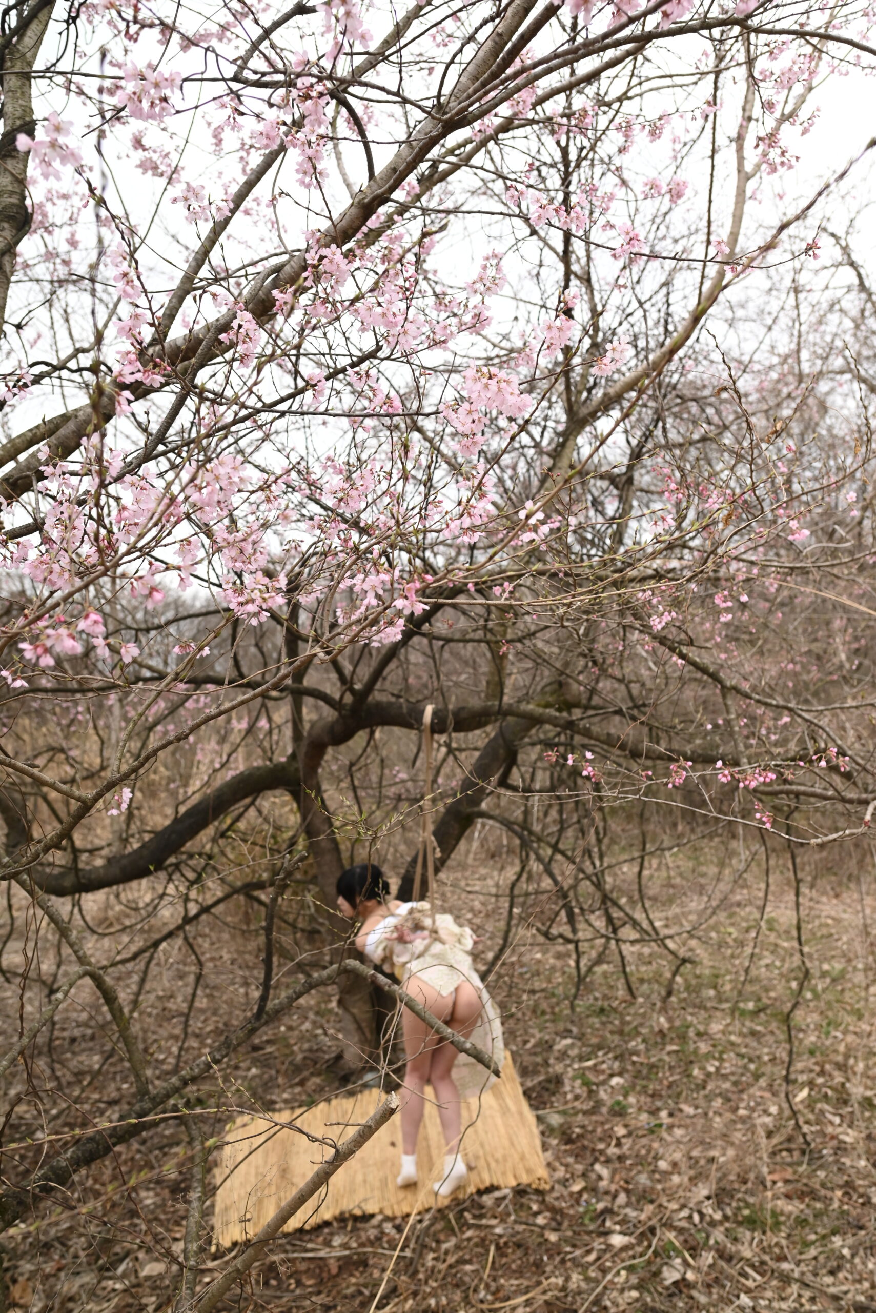 桜SHIBARI