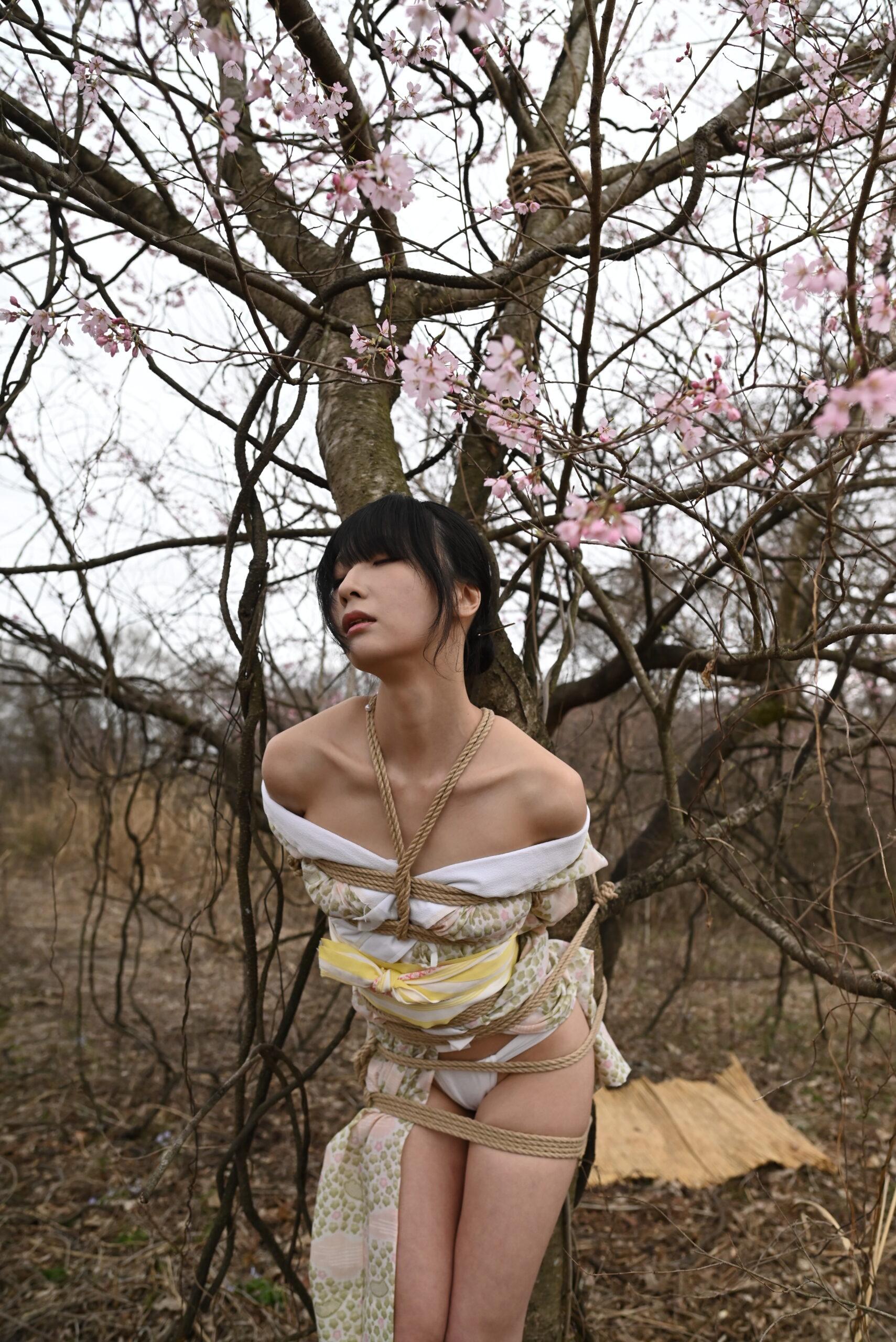 桜SHIBARI