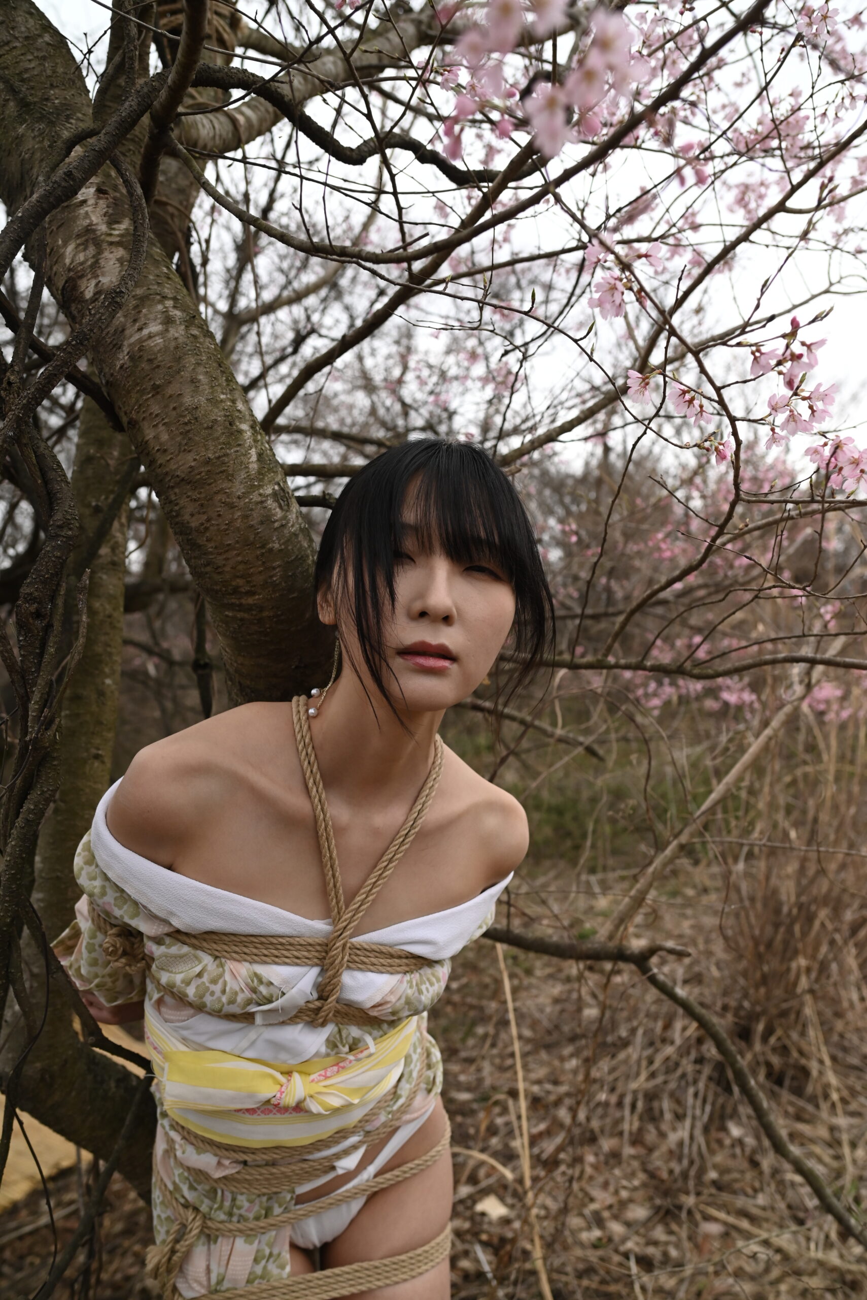 桜SHIBARI